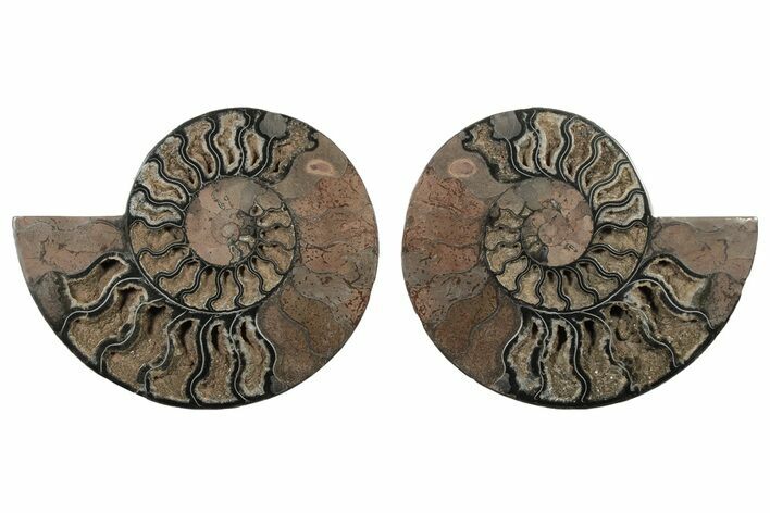 9.6" Cut/Polished Ammonite Fossil - Unusual Black Color